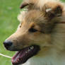 Happy sheltie