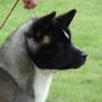 American Akita