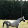 Grey horse and green forest