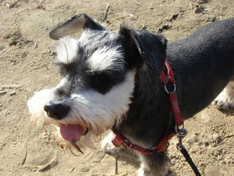 Schnauzer on the beach by Cyklopi