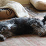 Hard working schnauzer