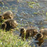 Mini mallards