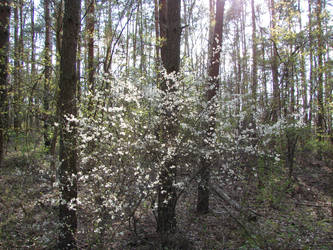 Flowering in the forest