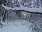 Snowy branch by Cyklopi