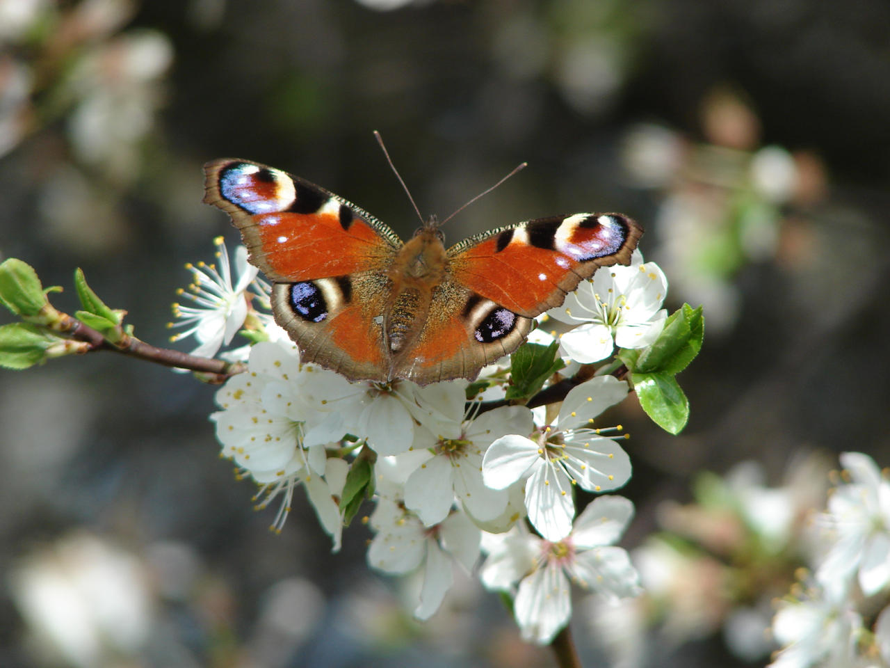 Spectacular Spring by Cyklopi on DeviantArt