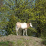 Oryx enjoys spring