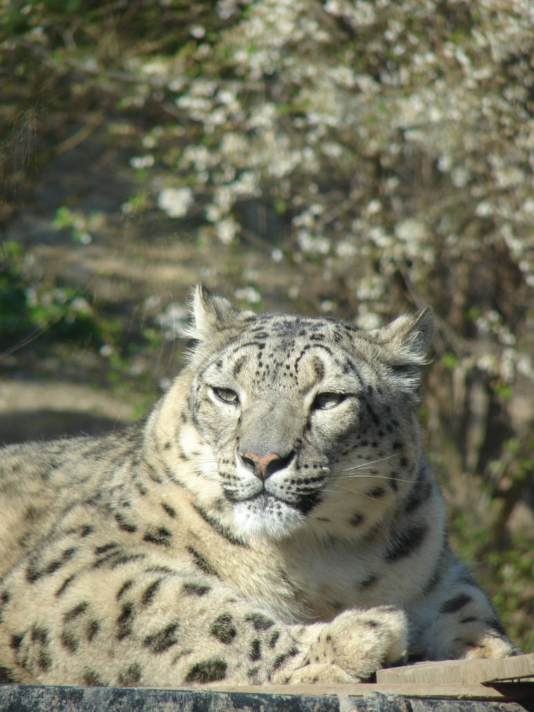 Leopard For Spring Snow leopard enjoys spring by Cyklopi on DeviantArt