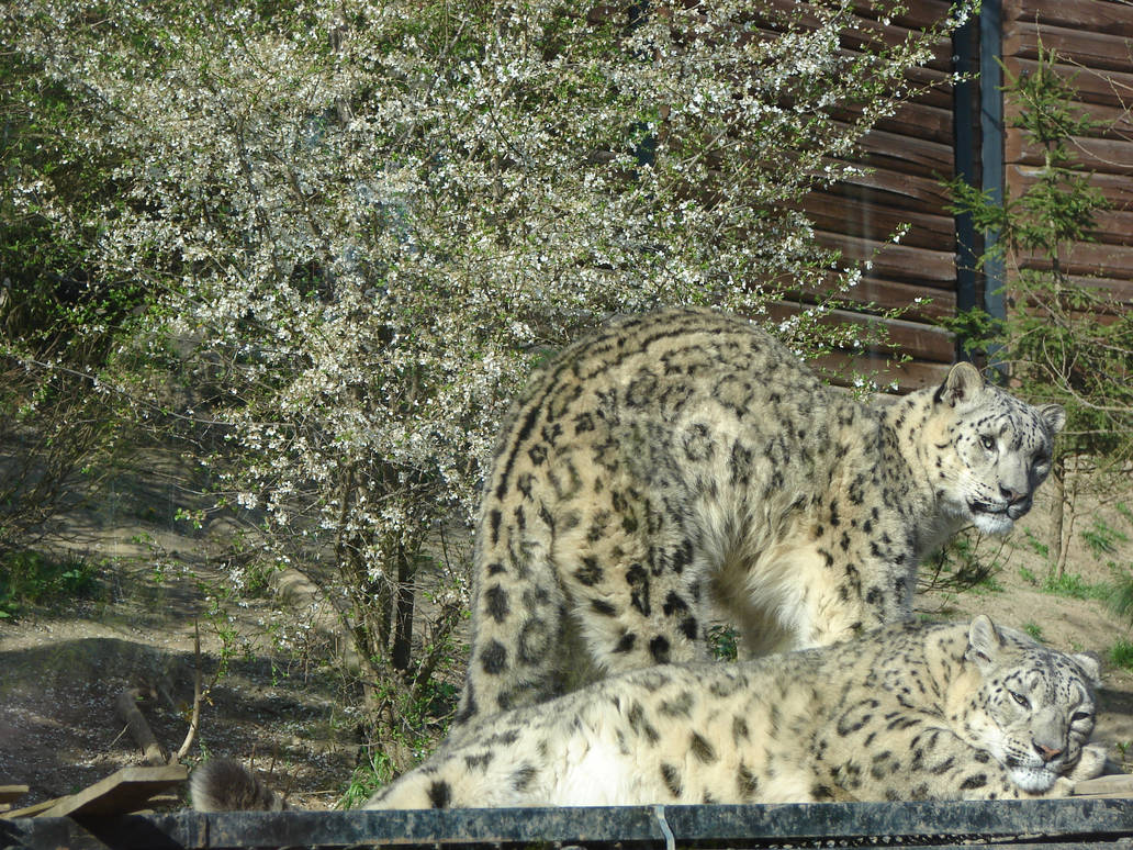 Leopard For Spring Spring Leopards by Cyklopi on DeviantArt