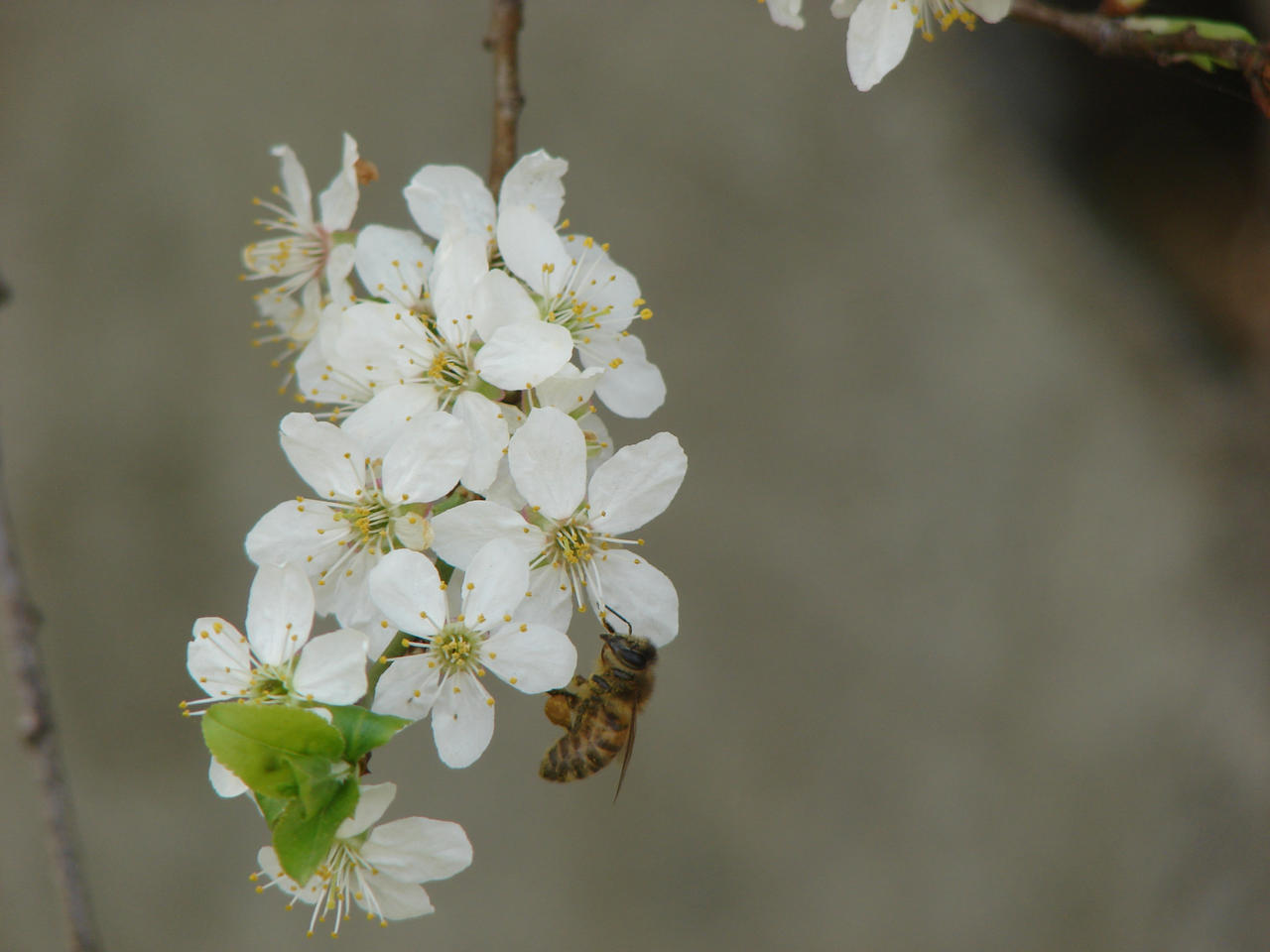 Memories of last Spring by Cyklopi on DeviantArt