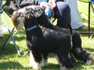 Sunny Schnauzers