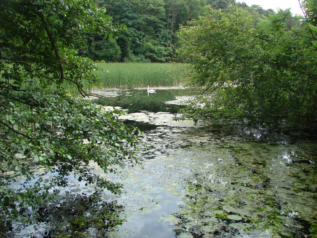 Swan at swamp