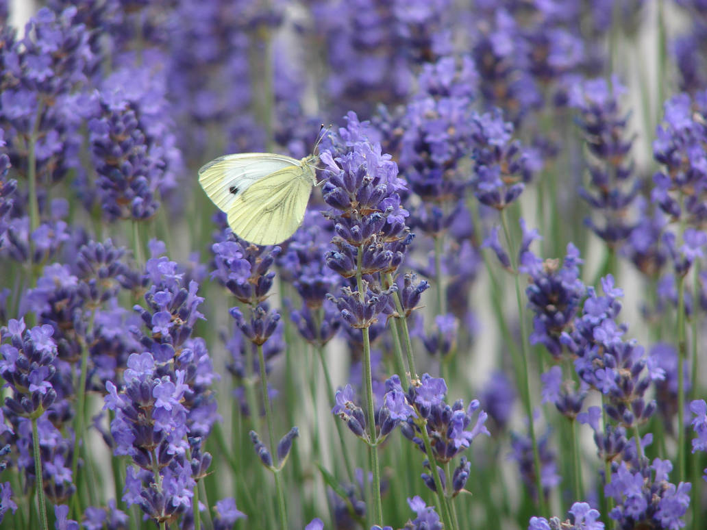 White and purple