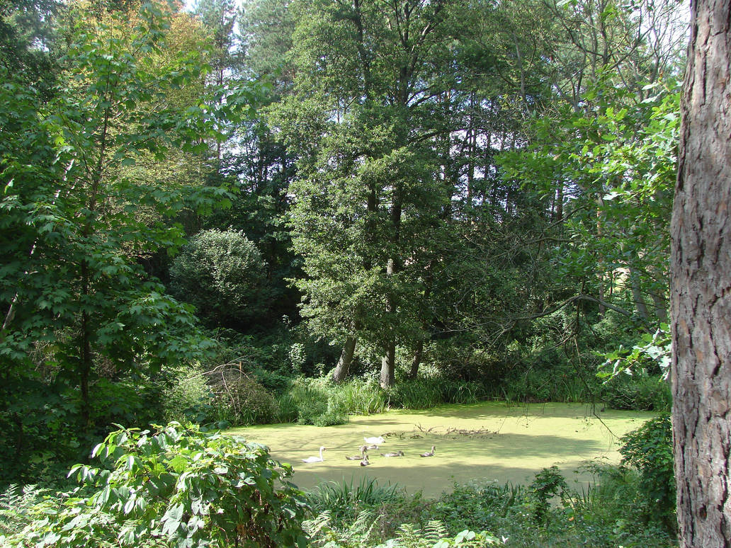 Forest pond and swan family