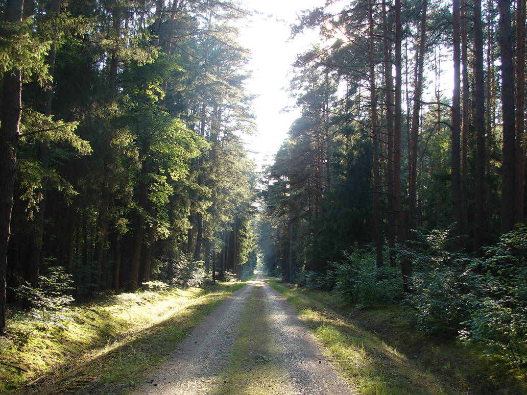 Old forest road