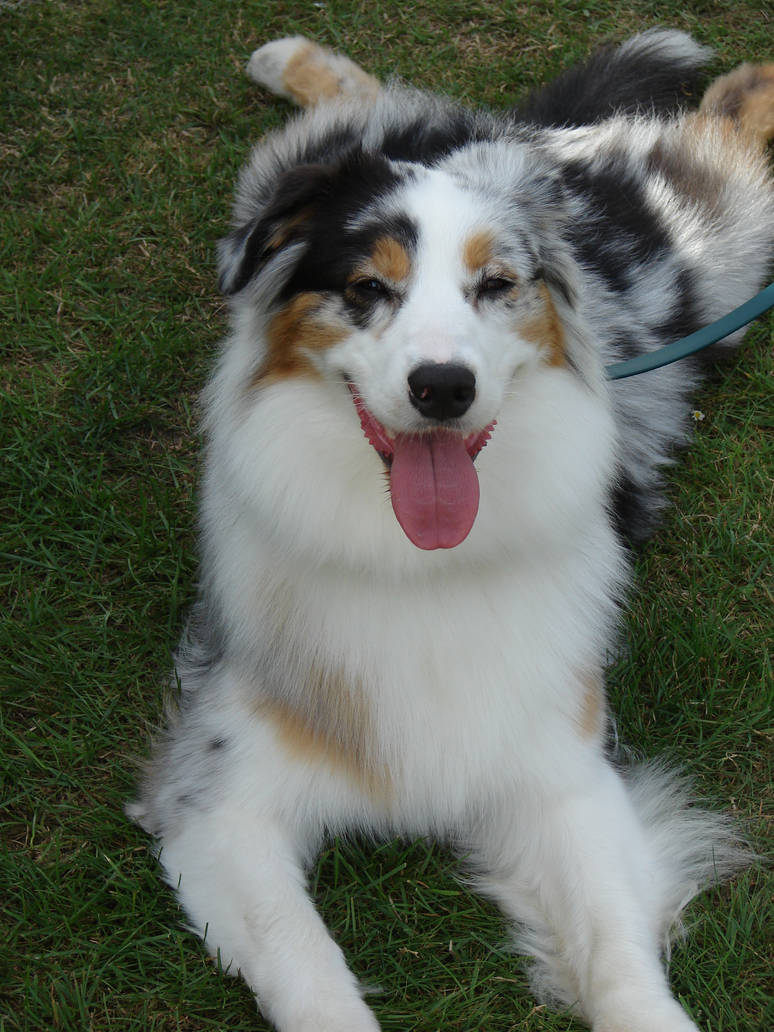 American Aussie by Cyklopi on DeviantArt