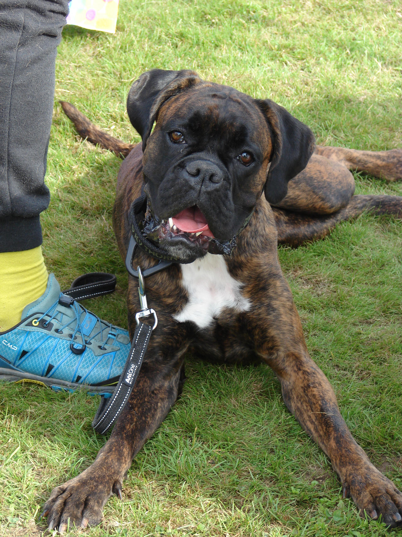 Deviantart Boxer Dog Beautiful Boxer by Cyklopi on DeviantArt