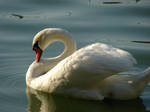 Sunbathing swan by Cyklopi