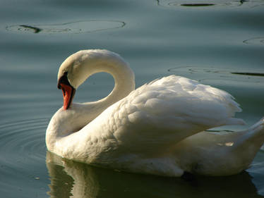 Sunbathing swan