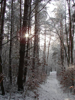 Winter road