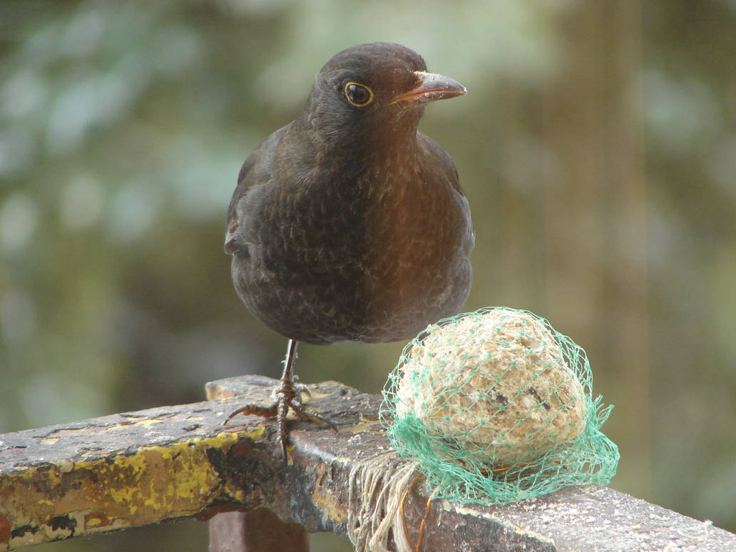 Beautiful blackbird