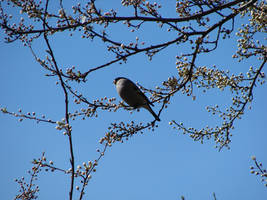 Bird on a blooming branch