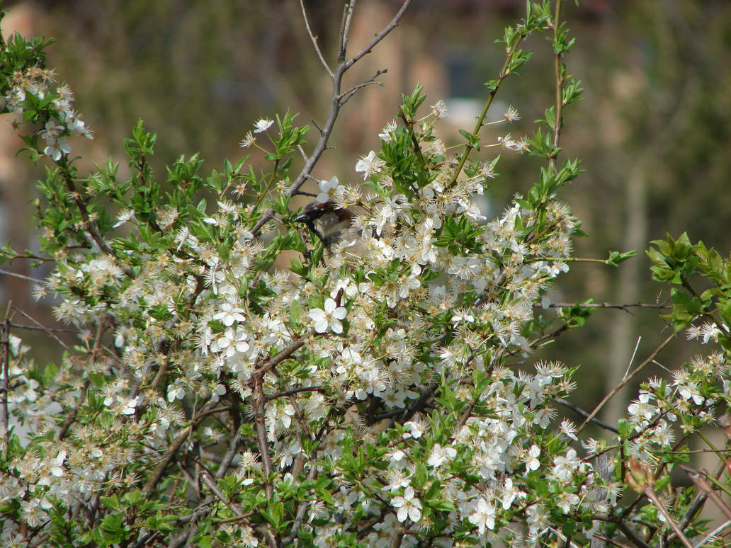 Flourishing flowers and hidden Sparrow