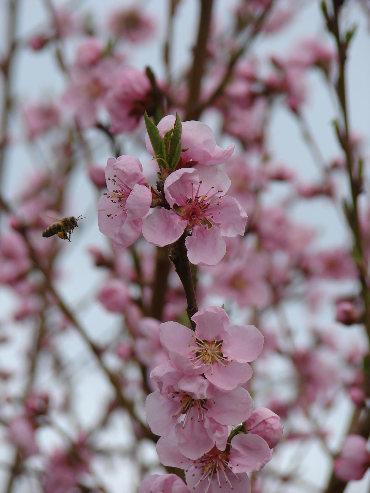 Pretty peach and busy bee