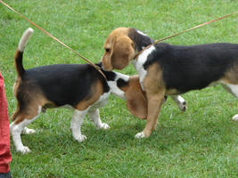 Beautiful Beagles