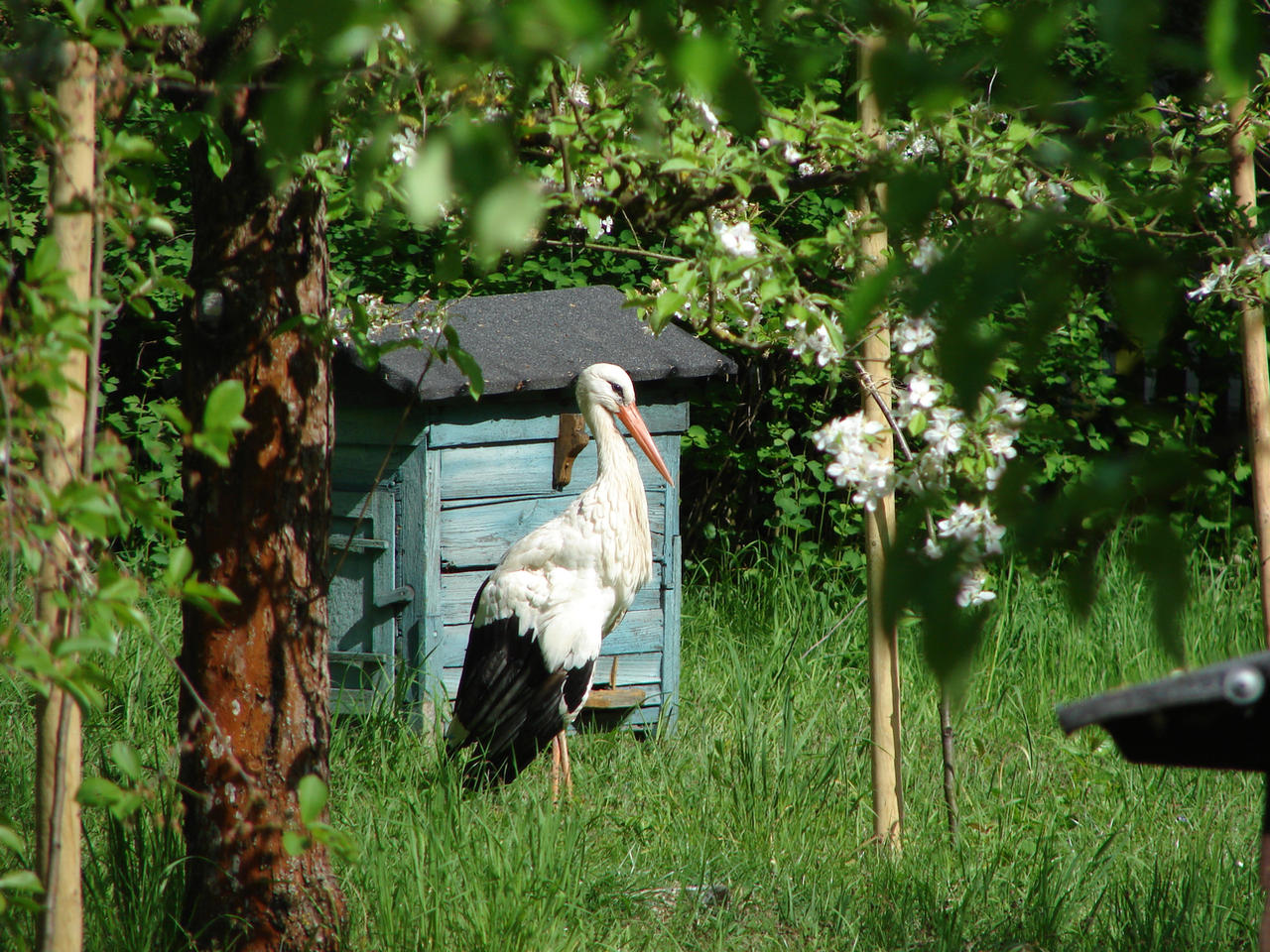 Stork Gif Spring Spring stork by Cyklopi on DeviantArt
