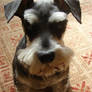 Memories of sitting schnauzer