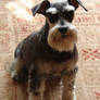 In memoriam of cute schnauzer