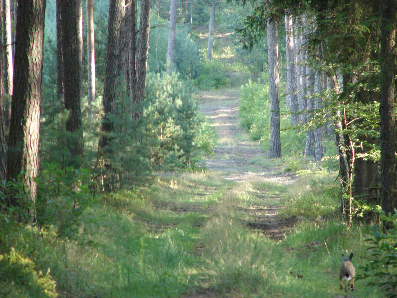 Running Rabbit by Cyklopi on DeviantArt