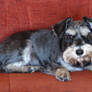 Remembering cute mini-schnauzer