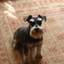 Remembering my mini schnauzer