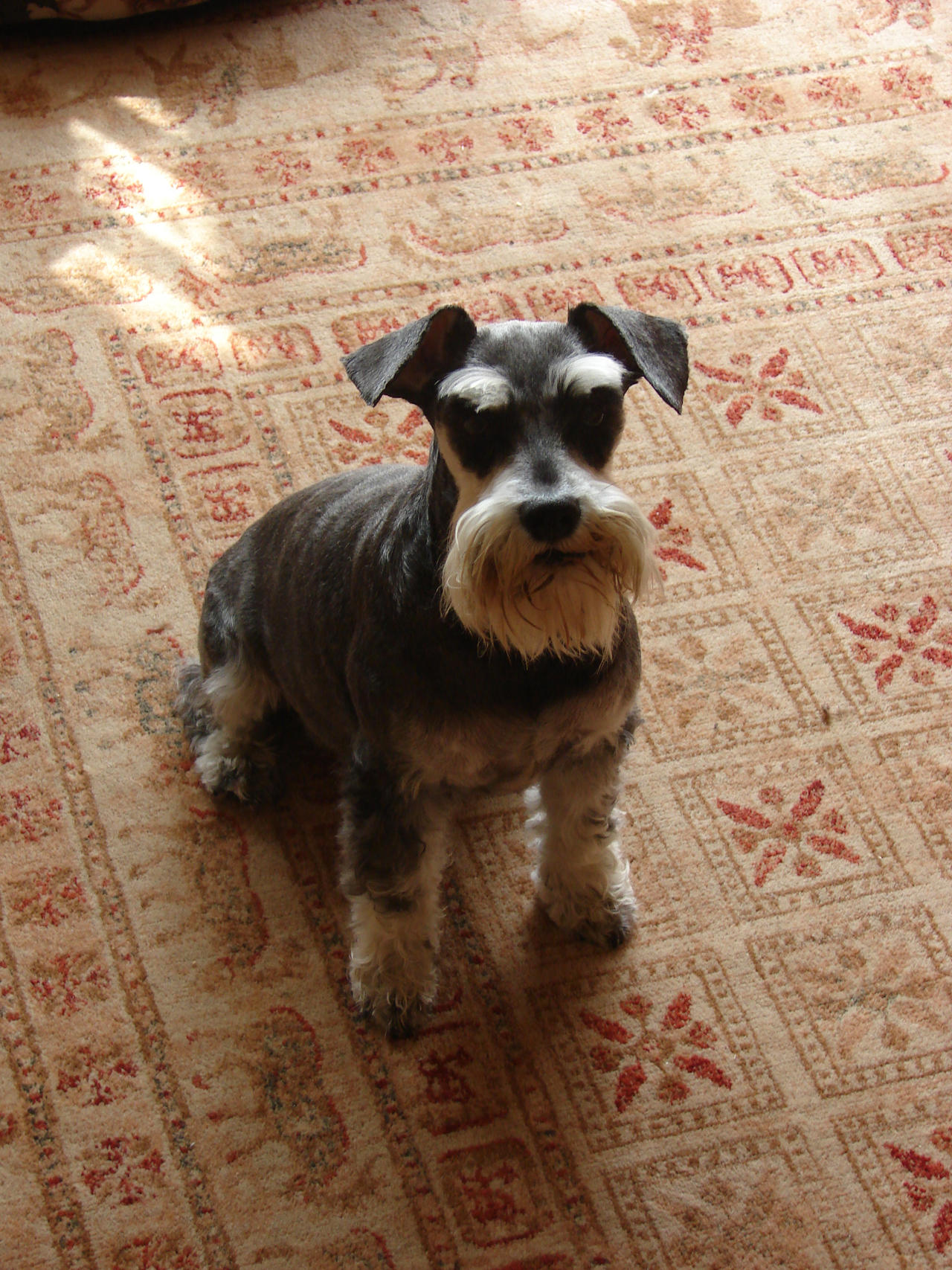 Remembering my mini schnauzer