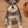 Remembering Schnauzer with glowing eyes