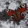 Butterfly on the snow