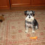 Remembering bald schnauzer