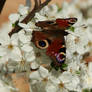 Butterfly before Christmas