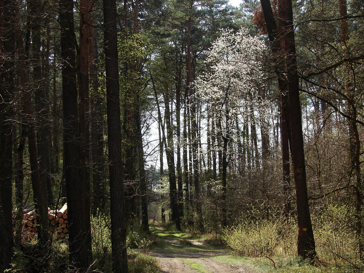 Trek trough Spring forest by Cyklopi on DeviantArt