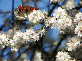 Beauty on the blooming branch