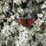 Dance of the Butterfly
