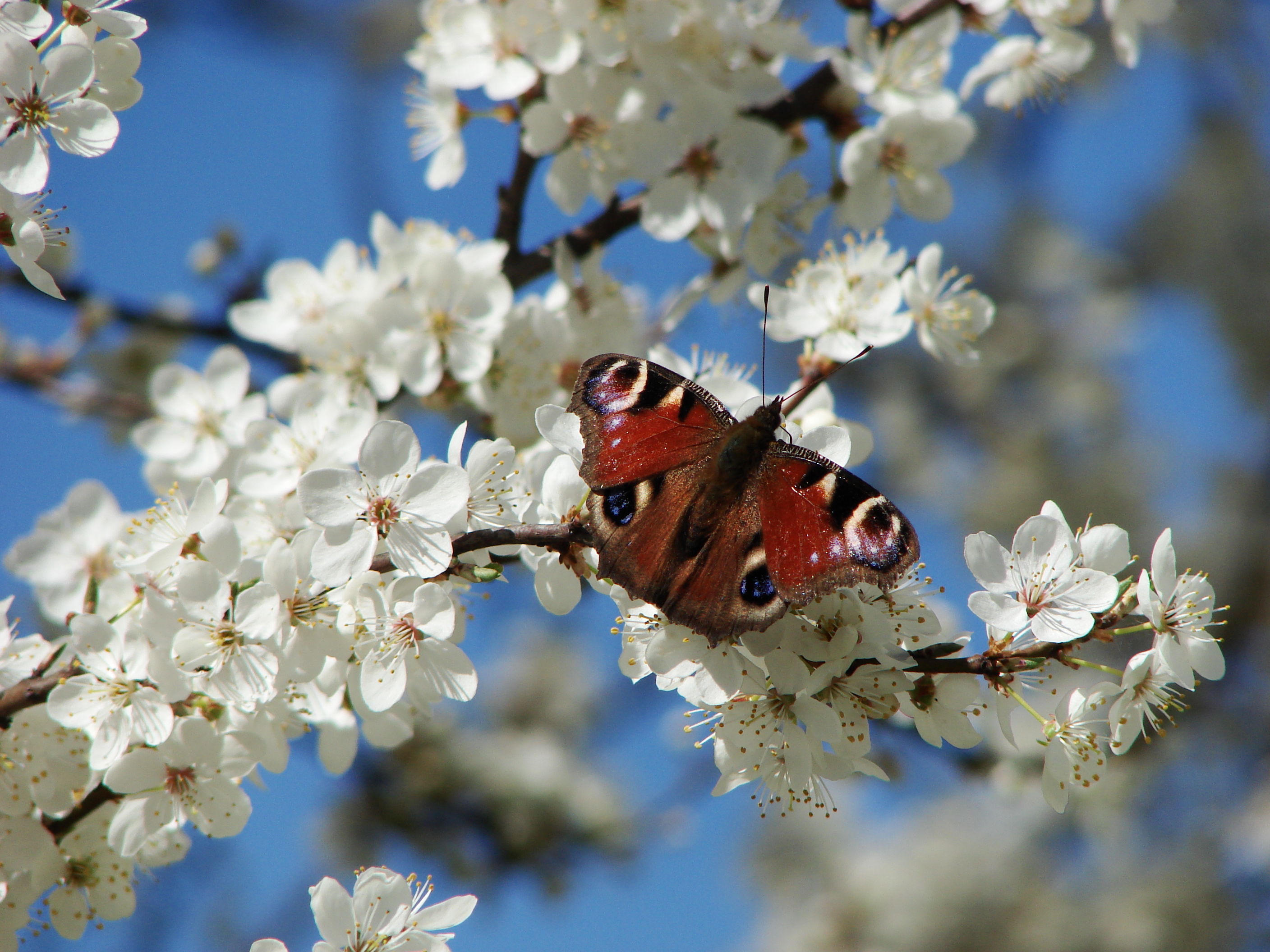 Peacock Butterfly on fabulous flowers