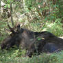 Sleepy Moose