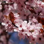 Spring Sakura and flying Bee