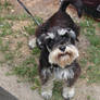 Sweetheart Schnauzer