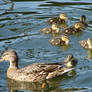 Following mother