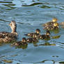 Cute formation