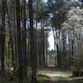 Blooming Woodland