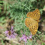 Summer Dance of Butterfly and Bee